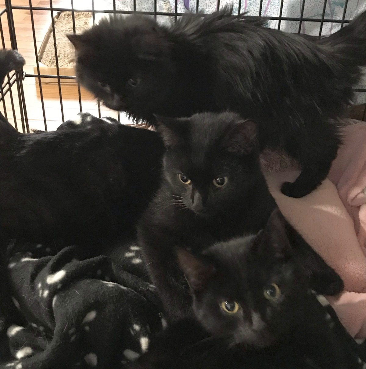 Kittens recovering after being rescued from the snow beside a western Newfoundland highway on Sunday are shown in a handout photo.