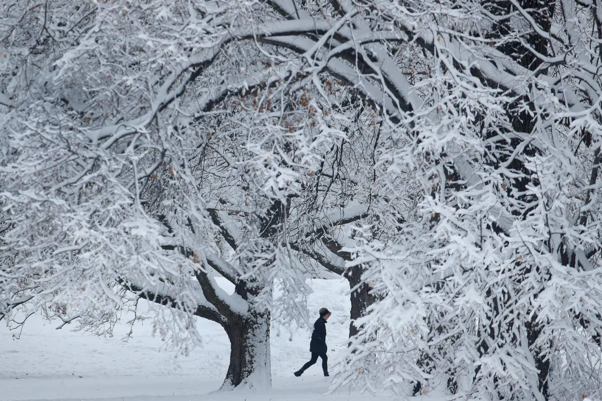 A person walks past snow-covered trees in Loose Park, Sunday, Jan. 13, 2019, in the aftermath of a winter storm that dropped more than eight inches of snow in the Kansas City, Mo., area. On Friday, the Simcoe Muskoka District Health Unit issued a warning to residents to expect extreme cold conditions across the region this weekend.