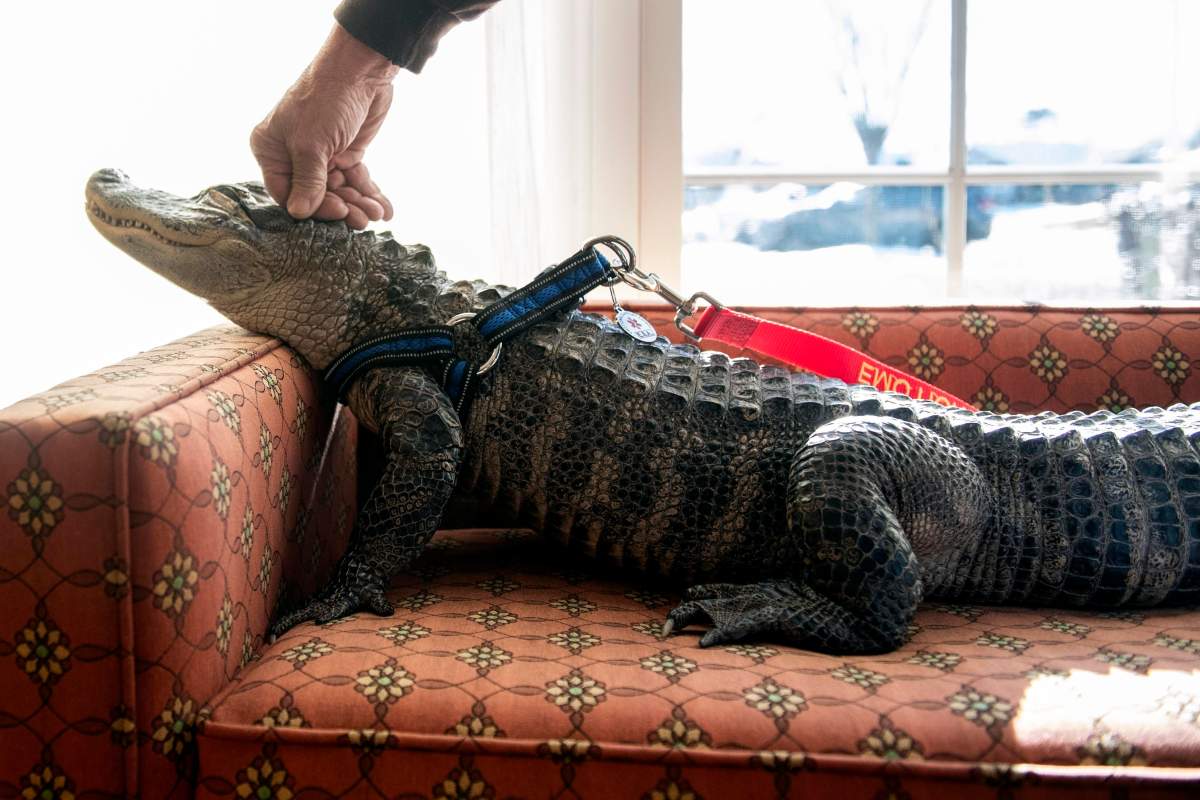 In this Jan. 14, 2019, photo Wally, a four-year-old emotional support alligator, soaks up the sun while his owner, Joie Henney, rubs his head at the SpiriTrust Lutheran Village in York Haven, Pa. (Ty Lohr/York Daily Record via AP)