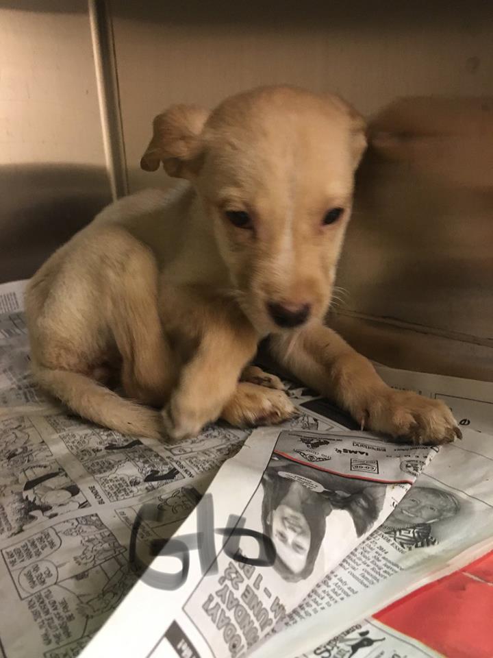 The dogs will eventually be put up for adoption.