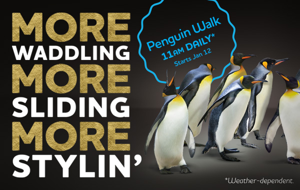 Penguin Walk 2019 - image
