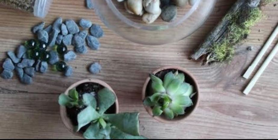 Terrarium-making Workshop - image