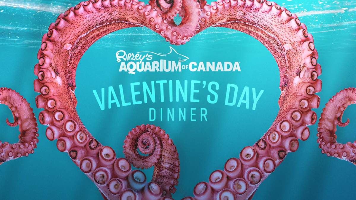Valentine’s Day Dinner - image