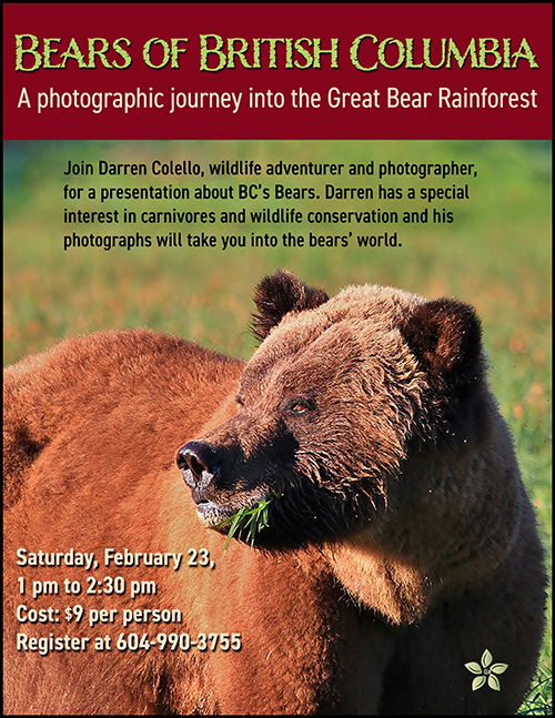 Bears Of British Columbia - image