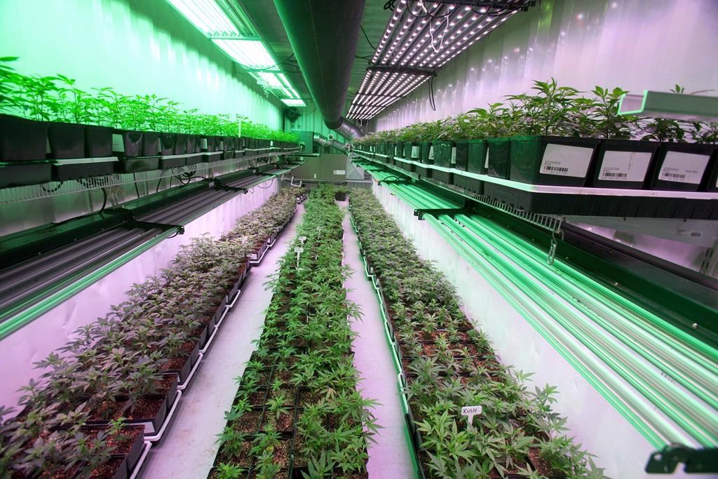 Growing cannabis plants intended for the medical marijuana market are shown at OrganiGram in Moncton, N.B., on April 14, 2016. THE CANADIAN PRESS/Ron Ward.