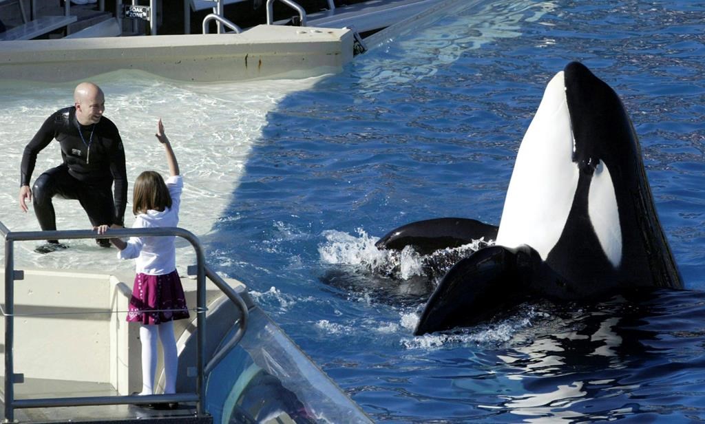 In this Nov. 26, 2006, file photo, SeaWorld Adventure Park trainer Ken Peters, left, looks to an orca during a performance at Shamu Stadium inside the theme park in San Diego.