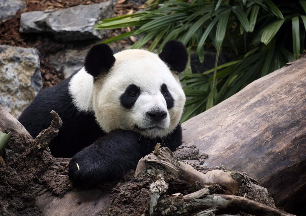 Giant pandas Er Shun and Da Mao safely home in China after Canadian stay - image
