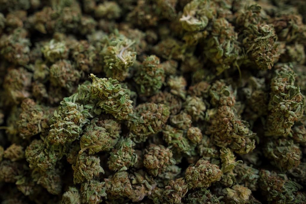 Cannabis harvested at the CannTrust Niagara Greenhouse Facility in Fenwick, Ont., is photographed on June 26, 2018.
