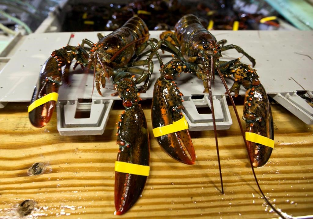 In this June 12, 2015 file photo, lobster are seen in Kennebunkport, Maine.