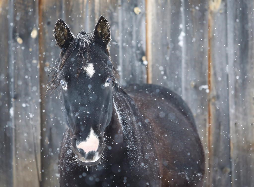Thor, a Welsh pony, waits out the storm in snow-covered pastures. The Quebec government is moving to vastly expand the scope of its animal welfare legislation to offer increased protection to species ranging from horses and mink to ostriches and turkeys.