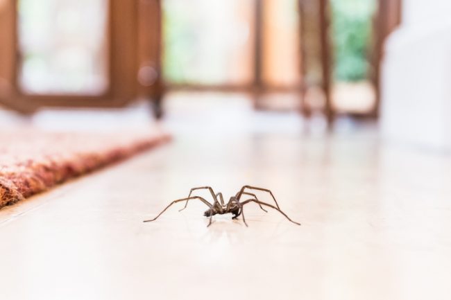 ‘Why don’t you die?’ Australian man’s altercation with spider prompts police response - image