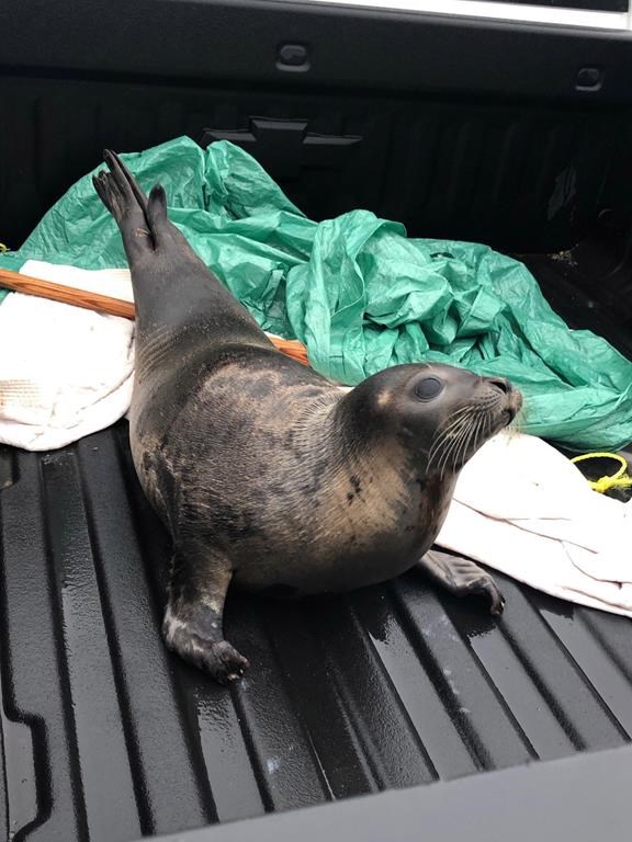 A seal is shown in a handout photo from Marystown RCMP.