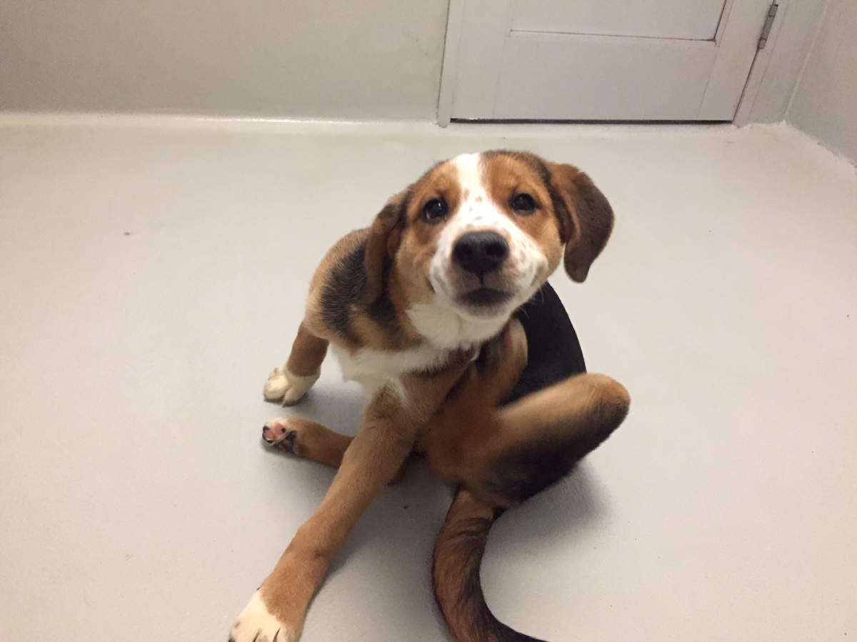 Arlene is also up for adoption at the Winnipeg Humane Society.