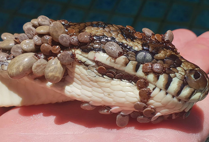 Tony Harrison from Gold Coast and Brisbane Snake Catcher responded to a call in Queensland to remove a snake from a backyard pool on Wednesday.