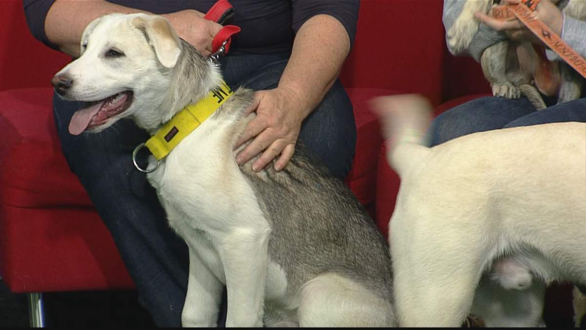 Braxton is looking for a forever home.