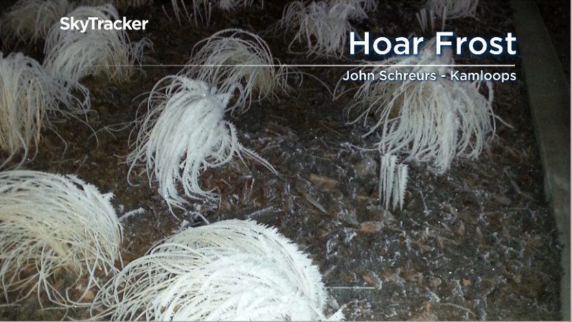Hoar frost formed on plants in Kamloops. Photo credit John Schreurs