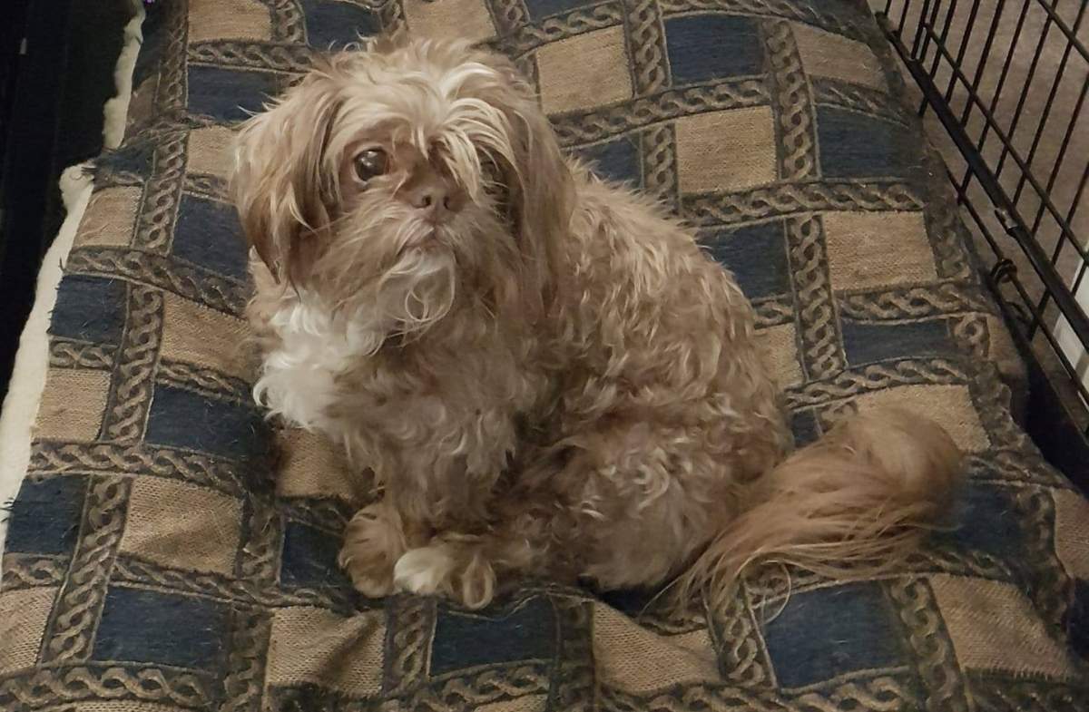 Cherry was put down after being struck by a speeding driver in Mission on Friday. 