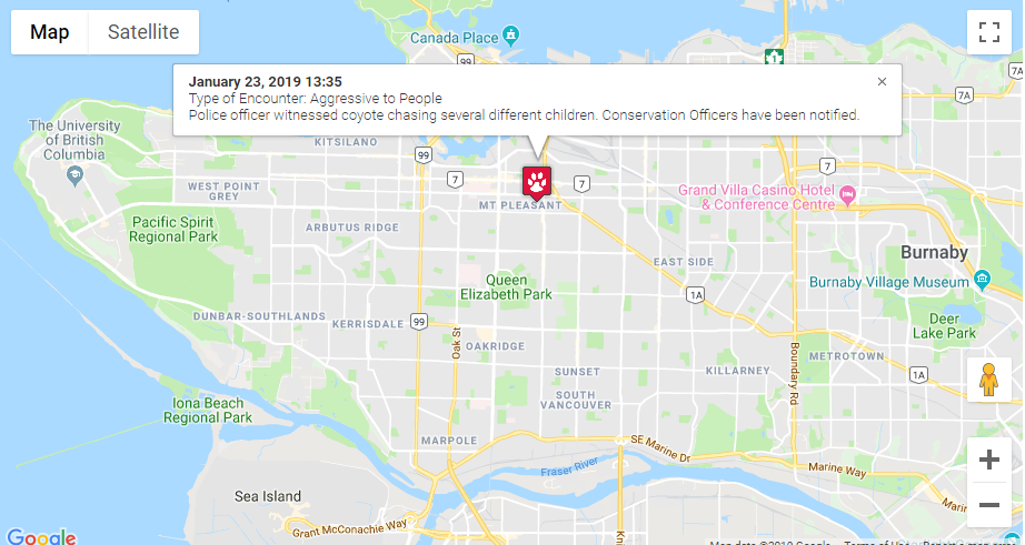 The aggressive coyote incident was reported through the Stanley Park Ecology Society’s Coyote Sighting Map.
