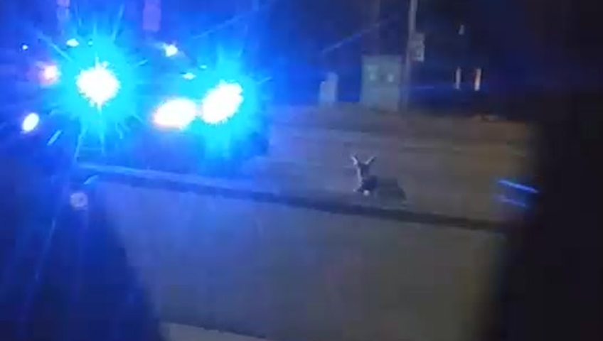 A Lethbridge woman captured cellphone footage of a local police officer running over a deer with his vehicle.