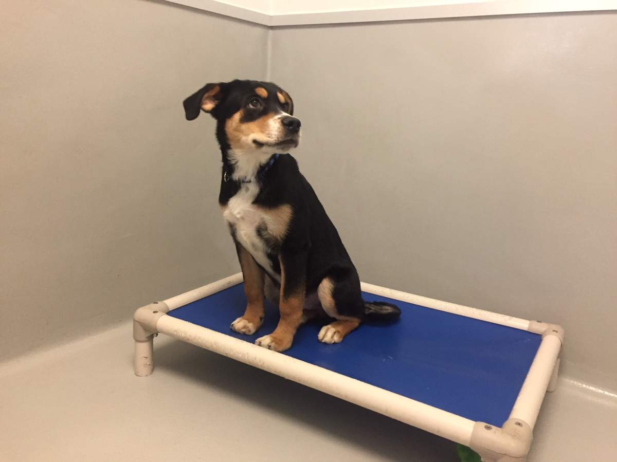 Buddy was adopted from the Winnipeg Humane Society on Thursday.