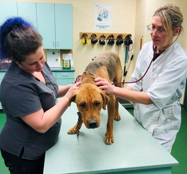 Hope the dog gets veterinary treatment.