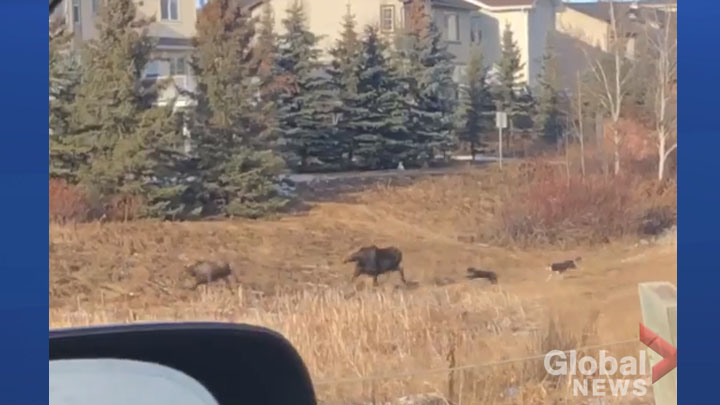 Two dogs were seen in a video chasing a pair of moose in the Calgary community of Springbank Hill on Jan. 10, 2019.