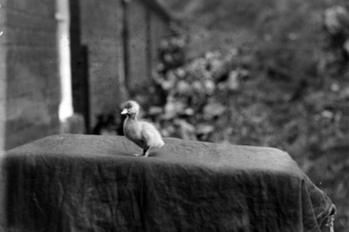 A duck pic from the Museum of English Rural Life in the U.K.