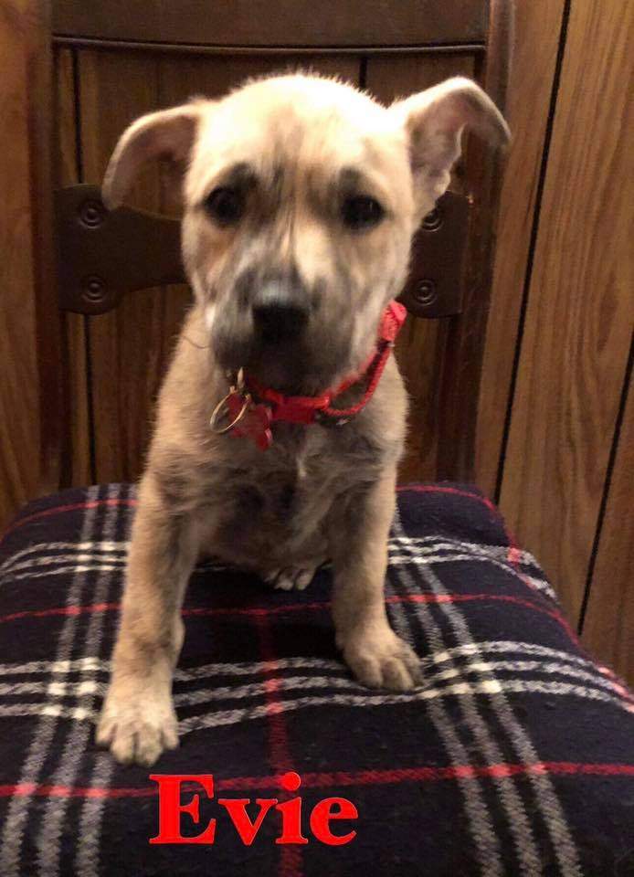 Evie is looking to begin 2019 with a new family.