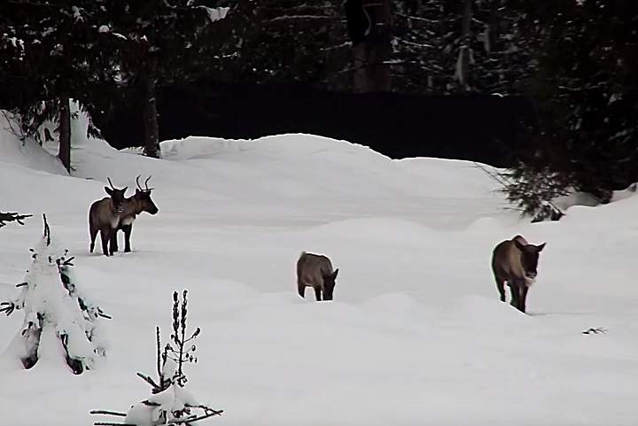 A frame from surveillance video of four caribou.