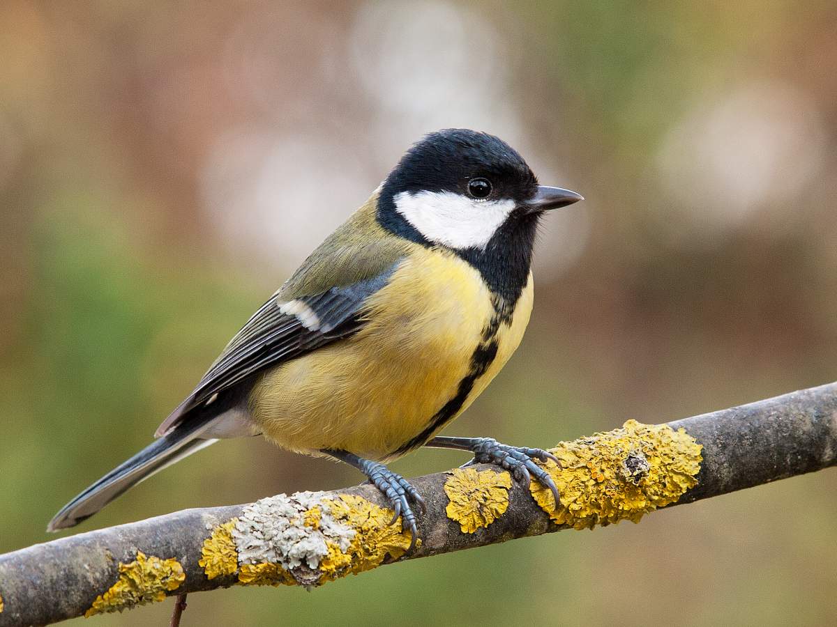 The Great Tits live in woodlands, parks and gardens across Europe,  and they usually do not migrate. 