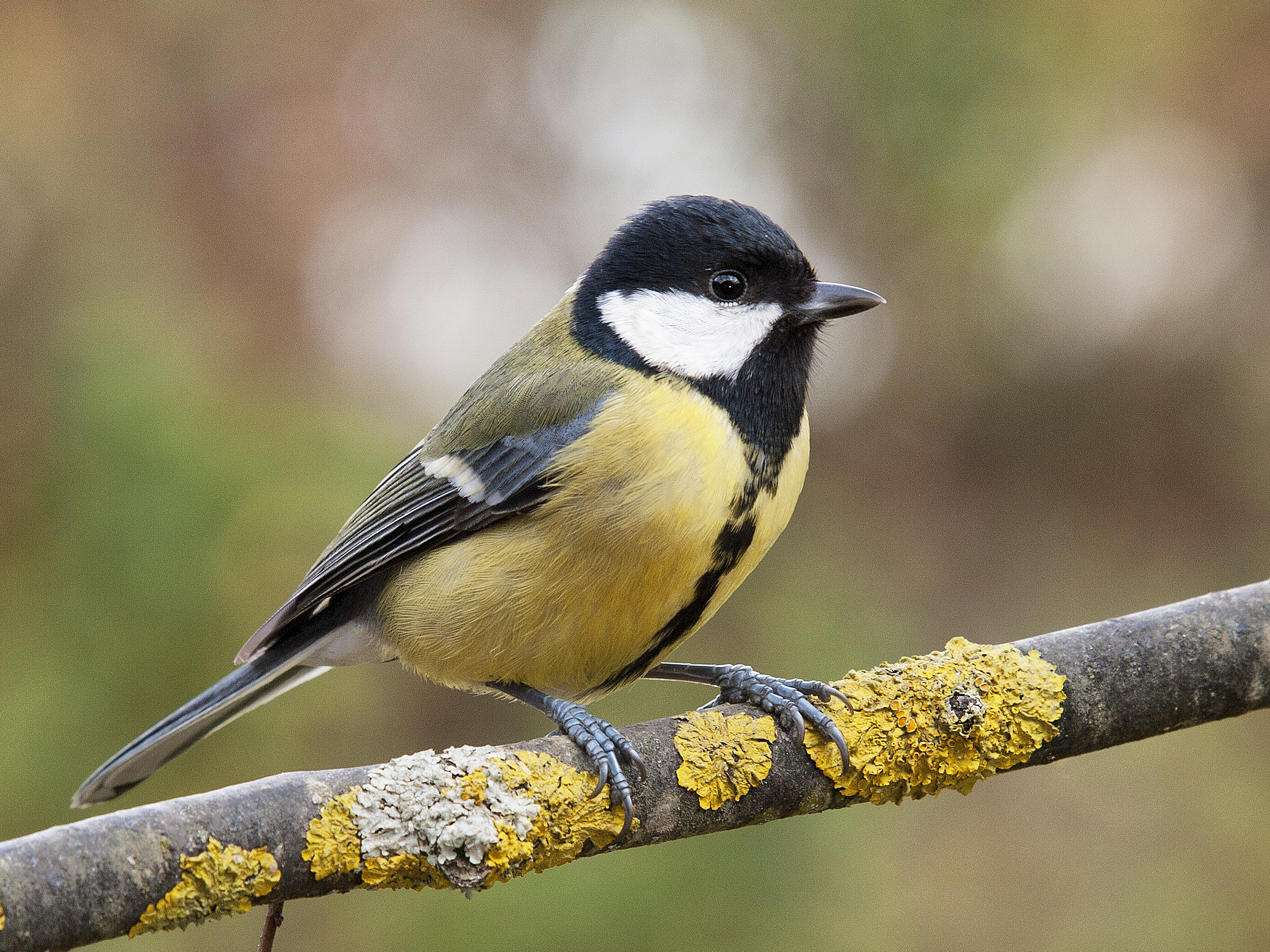 A brain-eating species called the great tit is threatening other