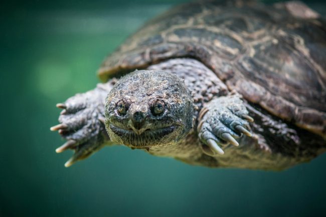 An undated photo of a snapping turtle pictured in Toronto, Ont.