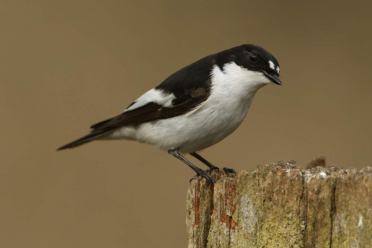 A male pied flycatcher sitting on a post. It is a summer visitor in Europe and breeds mainly in western areas, spending the winter in West Africa.