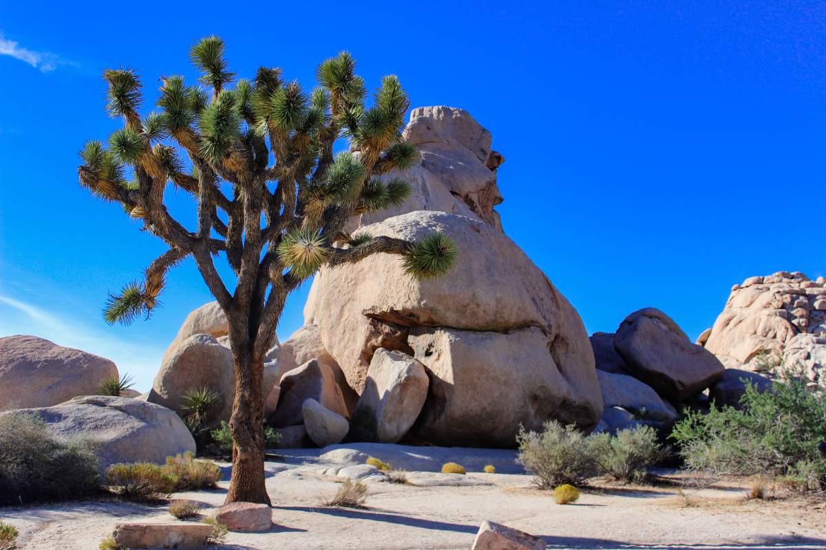 A Joshua Tree against rock formation and blue sky at Joshua Tree National Park.