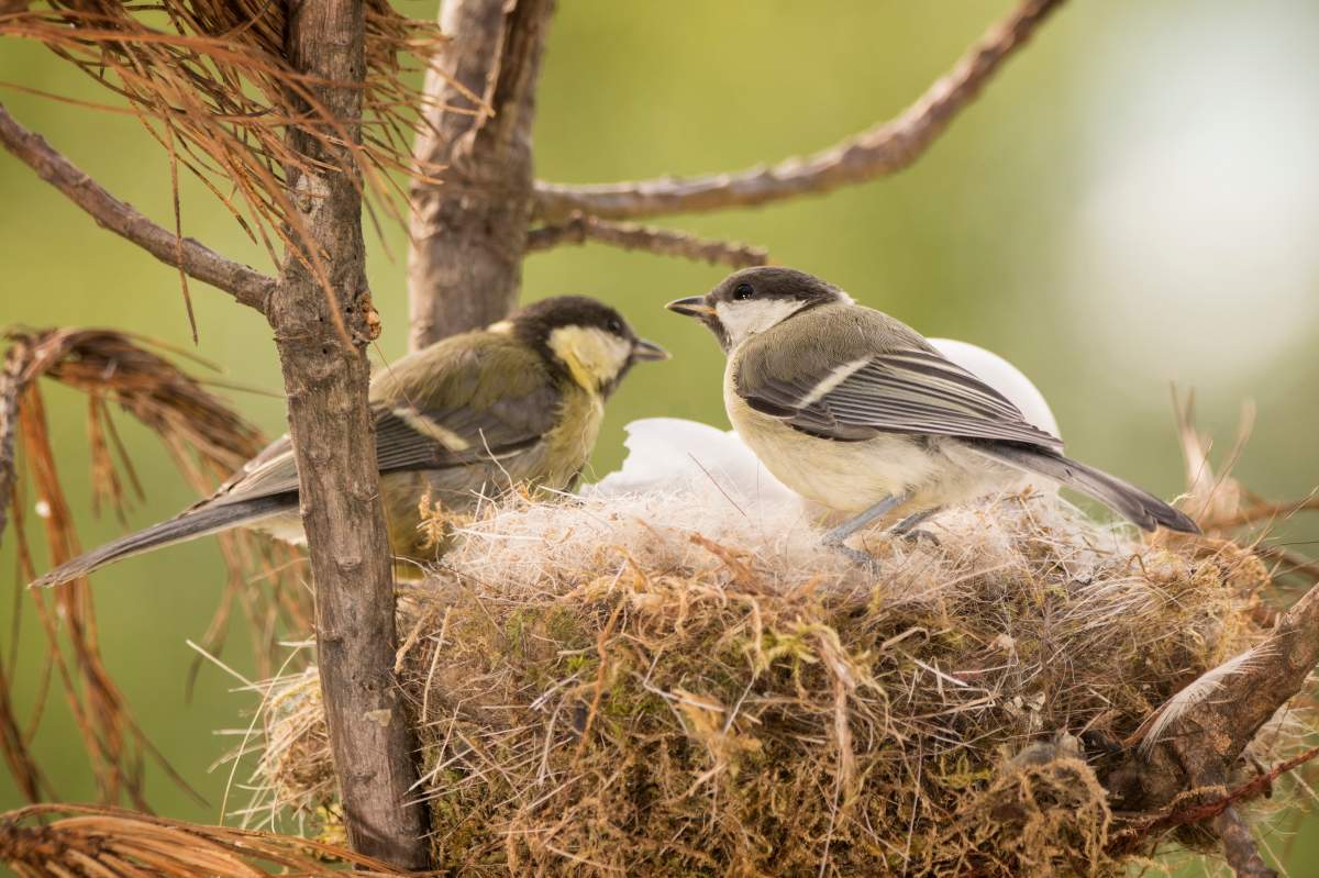 Two great tit birds in nest with eggs in Sweden.