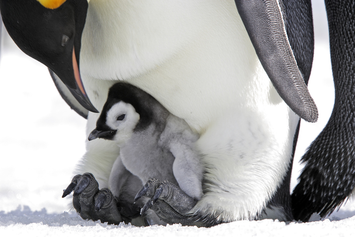 Emperor Penguin on Snow Hill Island, Weddel Sea, Antarctic Peninsula.