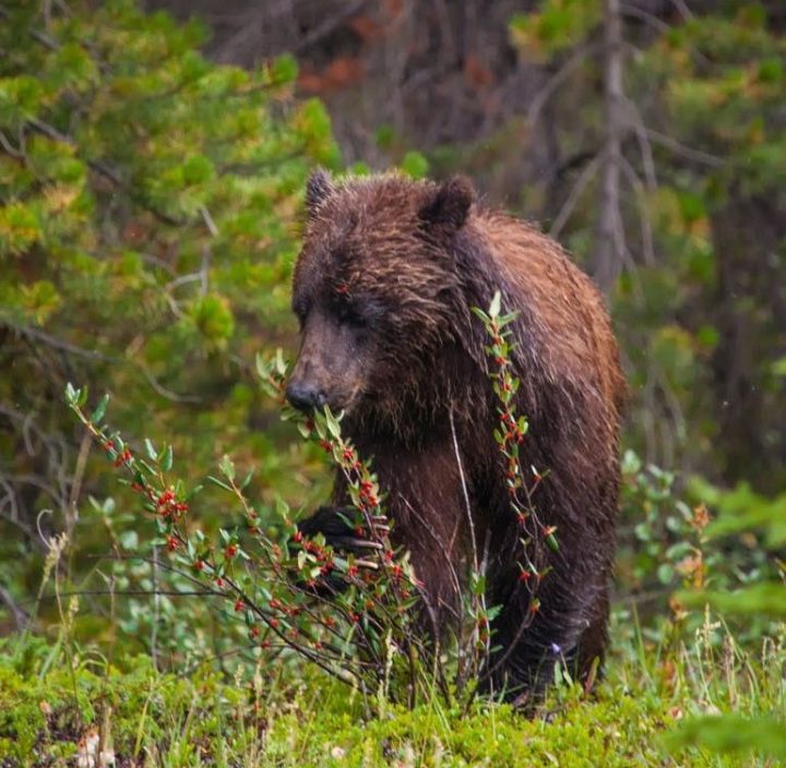 A grizzly bear pictured near the Cline River, an area that’s part of the Bighorn Country proposal.