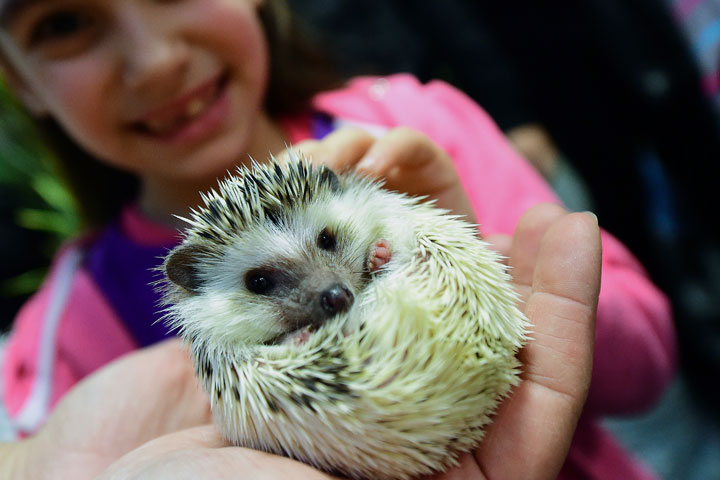 Hedgehogs are being blamed for an outbreak of salmonella across the U.S.