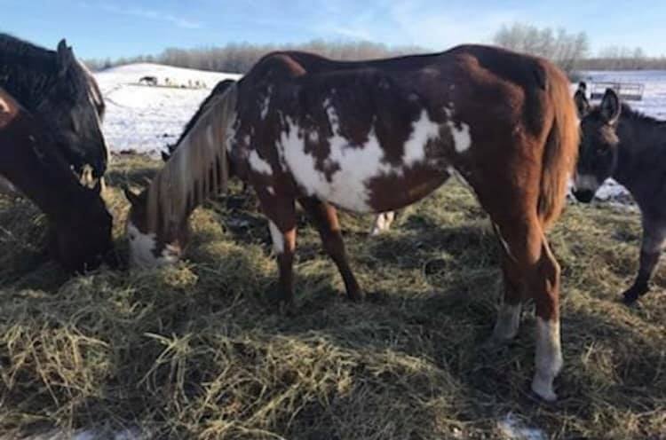File photo of horses seen on Patricia Moore’s property on Dec. 9, 2018.
