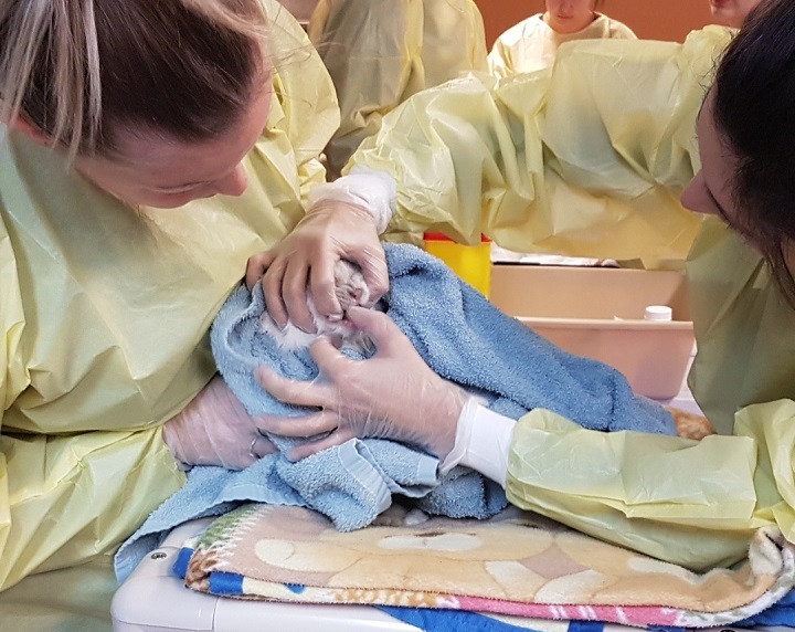 A surrendered cat undergoes an examination in Kelowna.