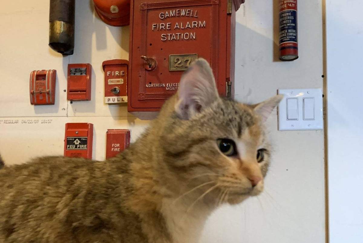 This kitten was found hanging around outside the Steinbach Fire Department.