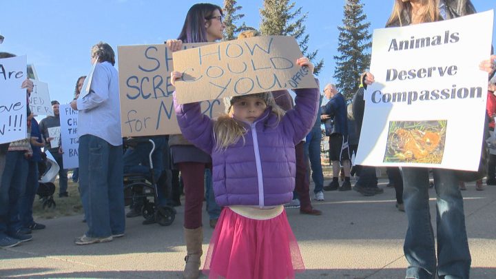 About 100 people turned out on Sunday to protest the Lethbridge officer who repeatedly ran over a deer.