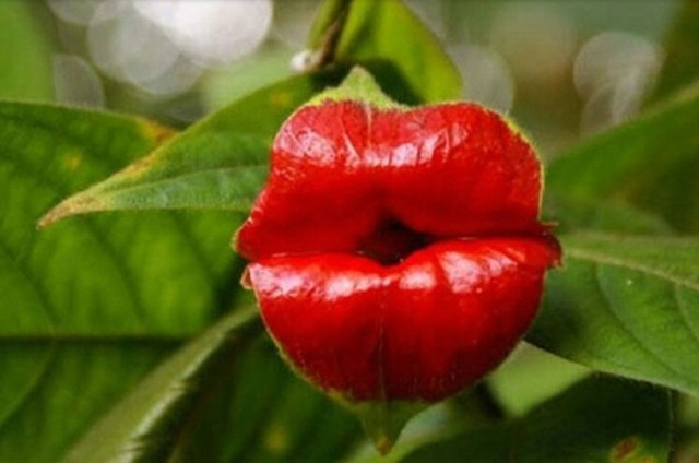 If only all plants were this kissable.