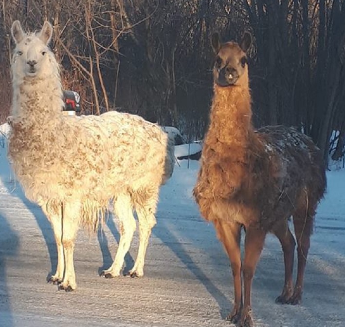 Llamas on the loose on Beaver Road in Godmanchester, Que. Saturday, Jan. 12, 2019.