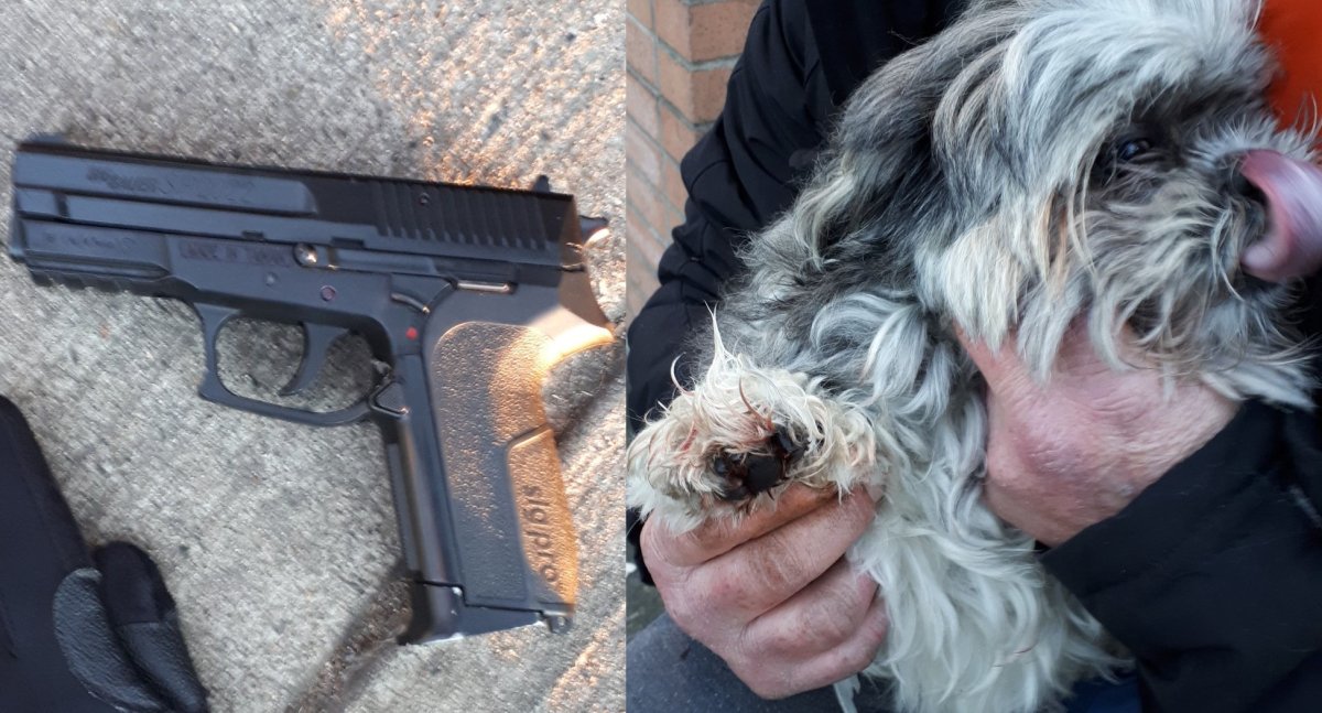 Mac the dog and his injured paw, and the BB gun police allege was used to shoot him. 