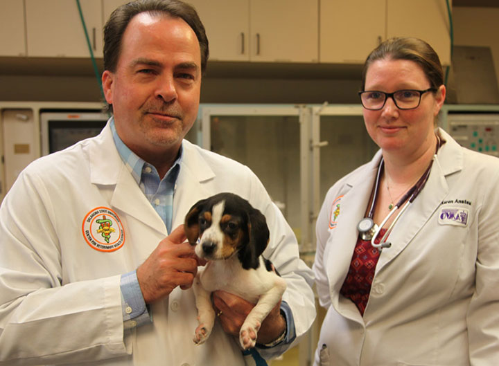 A puppy born with its front paws turned upward will get a chance to walk like a normal dog thanks to the folks at Oklahoma State University’s veterinary centre .