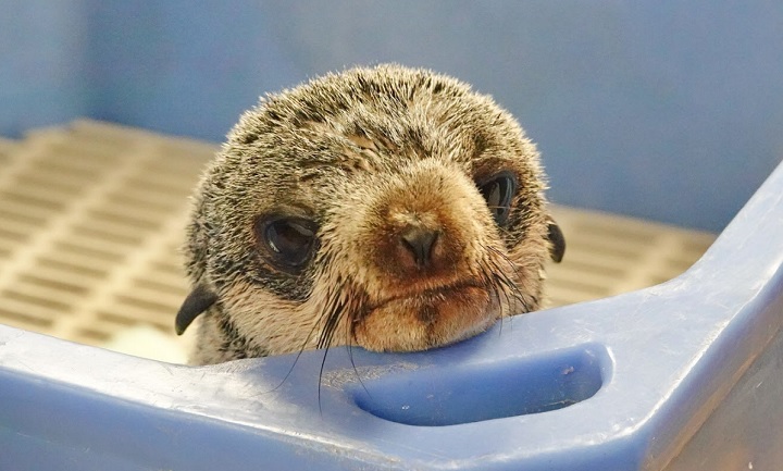 The team at the Vancouver Aquarium is looking after a young northern fur seal pup named Mo.