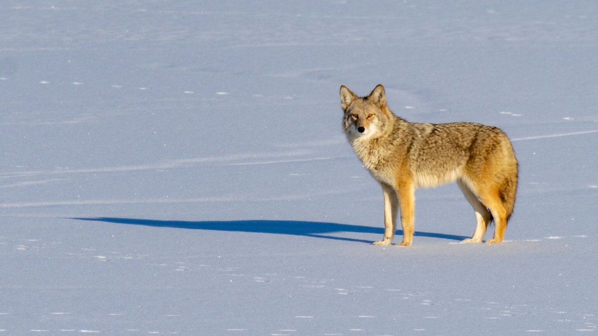 A coyote captured by local Calgary photographer Chris Gibbs. 