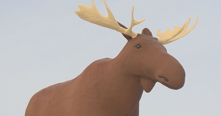 Norway Seeking ‘moose Truce’ In Battle For World’s Tallest Moose Regina Globalnews Ca