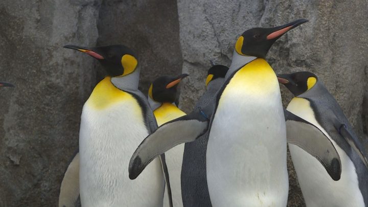 Penguins took a stroll at the Calgary Zoo on Saturday.